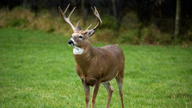 Deer Hunting Traditions