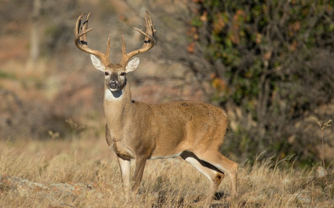 Deer Hunting Cover Scent